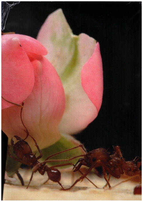 BLOMMERS, Anuschka; SCHUMM, Niels  - More. Blommers & Schumm (ROMA Publications)